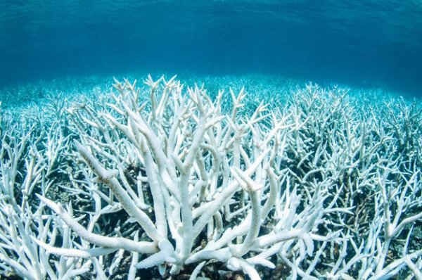 Rặng san hô Great Barrier Reef ở Úc bị tẩy trắng gần Port Douglas do tác động của BĐKH. Ảnh: Greenpeace / Brett Monroe Garner
